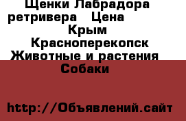 Щенки Лабрадора- ретривера › Цена ­ 8 000 - Крым, Красноперекопск Животные и растения » Собаки   